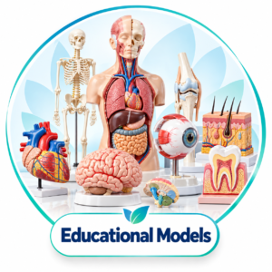 Educational Models